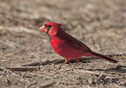 Cardinalis cardinalis